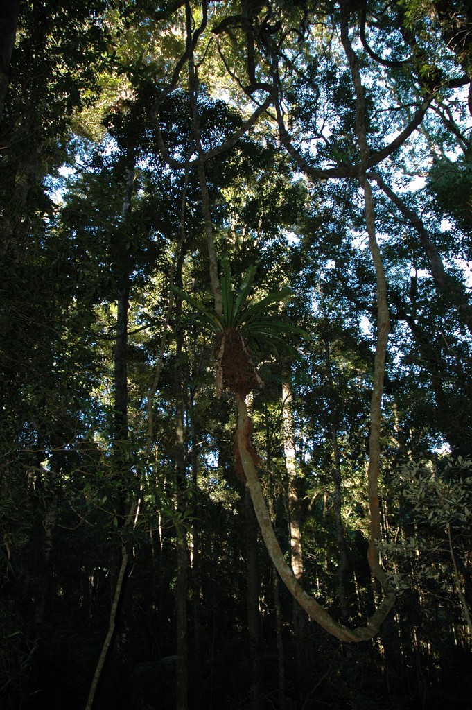 Morans Falls Track
